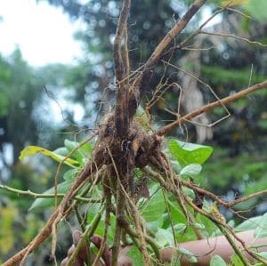 Ashwagandha Withanolides Extract Powder