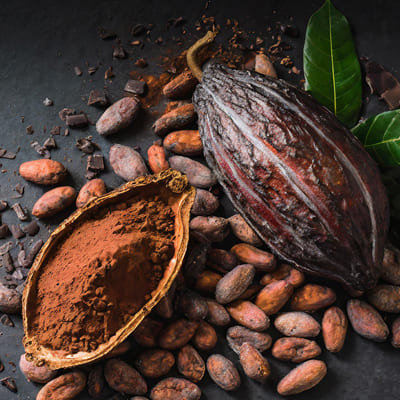 Cocoa Extract polyphenol rich chocolate essence