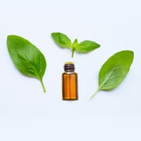 Natural Basil Oil Extract Wholesale - Teem Sciences