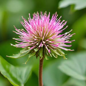 Premium plant extracts including Silybum Marianum and other standardized herbal extracts