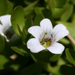 Bacopa Monnieri Bacosides Extract