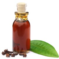 Clove Leaf Essential Oil Bulk - Teem Sciences