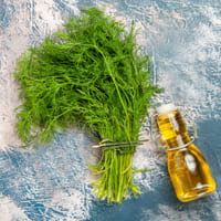 Dill Seed Essential Oil Supplier - Teem Sciences