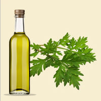 Davana Oil Wholesale Aromatic Extract - Teem Sciences