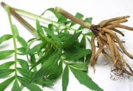 Valerian Root Oil Wholesale - Teem Sciences